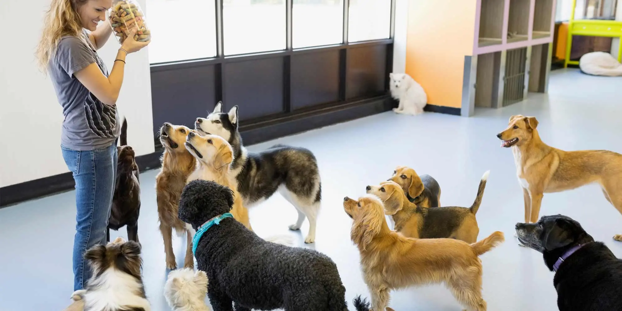 Dog Boarding Services Near You: What to Look for and Where to Find Them